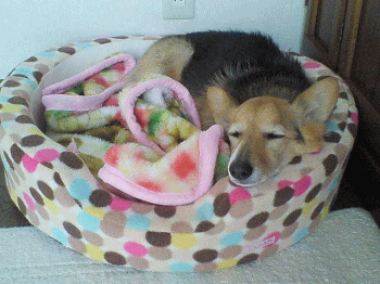 nanau24.gif