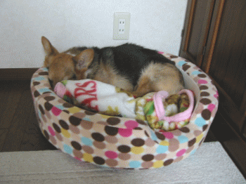 nanau31.gif