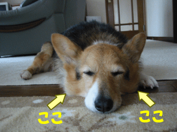 nanau32.gif