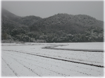 nanau35.gif