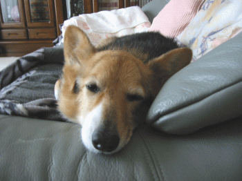 nanau37.gif