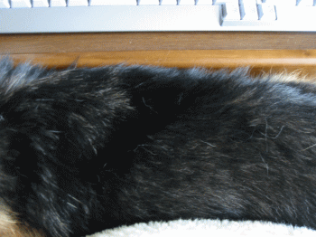 nanau77.gif